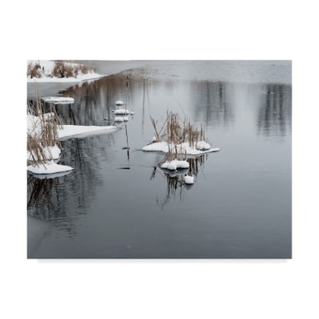 Anthony Paladino 'Cluster Of Reeds In Snow On Icy Pond' Canvas Art,24x32